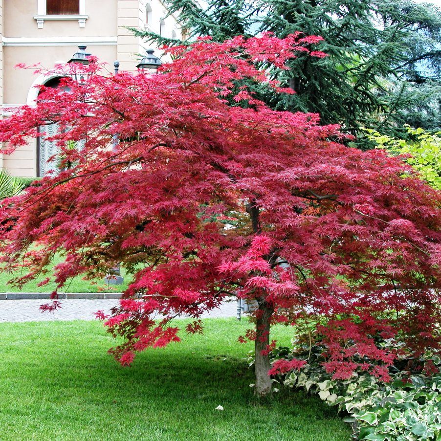 Kırmızı Yapraklı Japon Akçaağaç Acer Palmatum Atropurpureum Kırmızı Yapraklı Japon Akçaağaç Acer Palmatum Atropurpureum