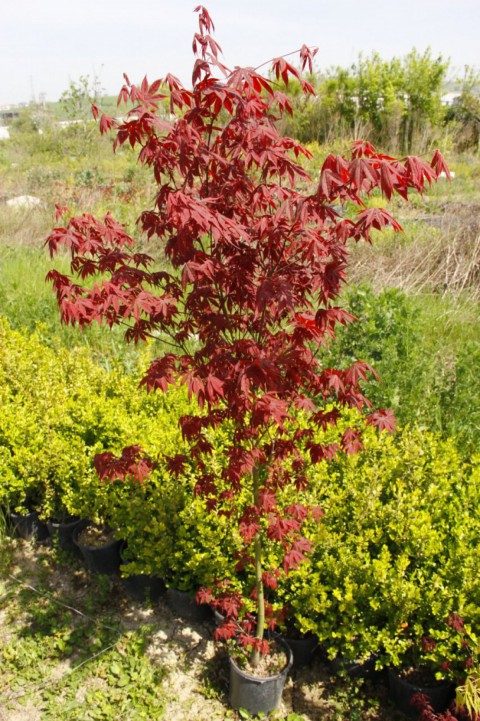 Kırmızı Yapraklı Japon Akçaağaç Acer Palmatum Atropurpureum Kırmızı Yapraklı Japon Akçaağaç Acer Palmatum Atropurpureum