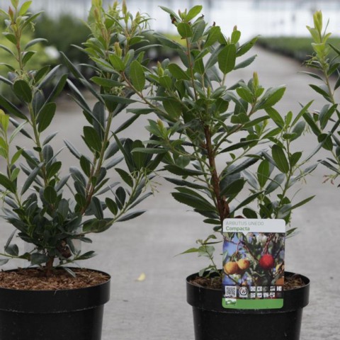 Kocayemiş (Arbutus Unedo) Fidanı 2 Adet Kocayemiş (Arbutus Unedo) Fidanı 2 Adet