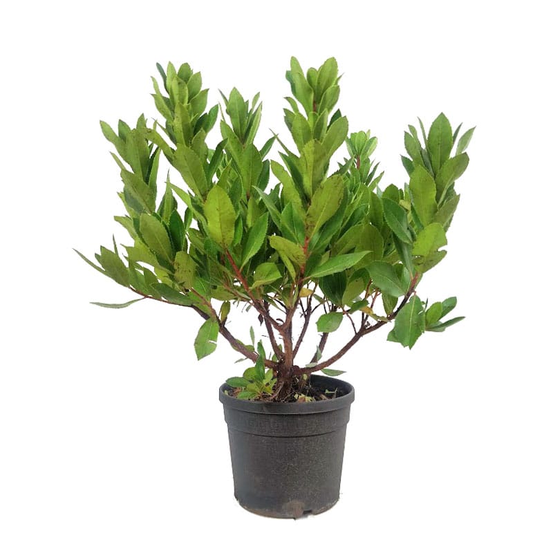 Kocayemiş (Arbutus Unedo) Fidanı
