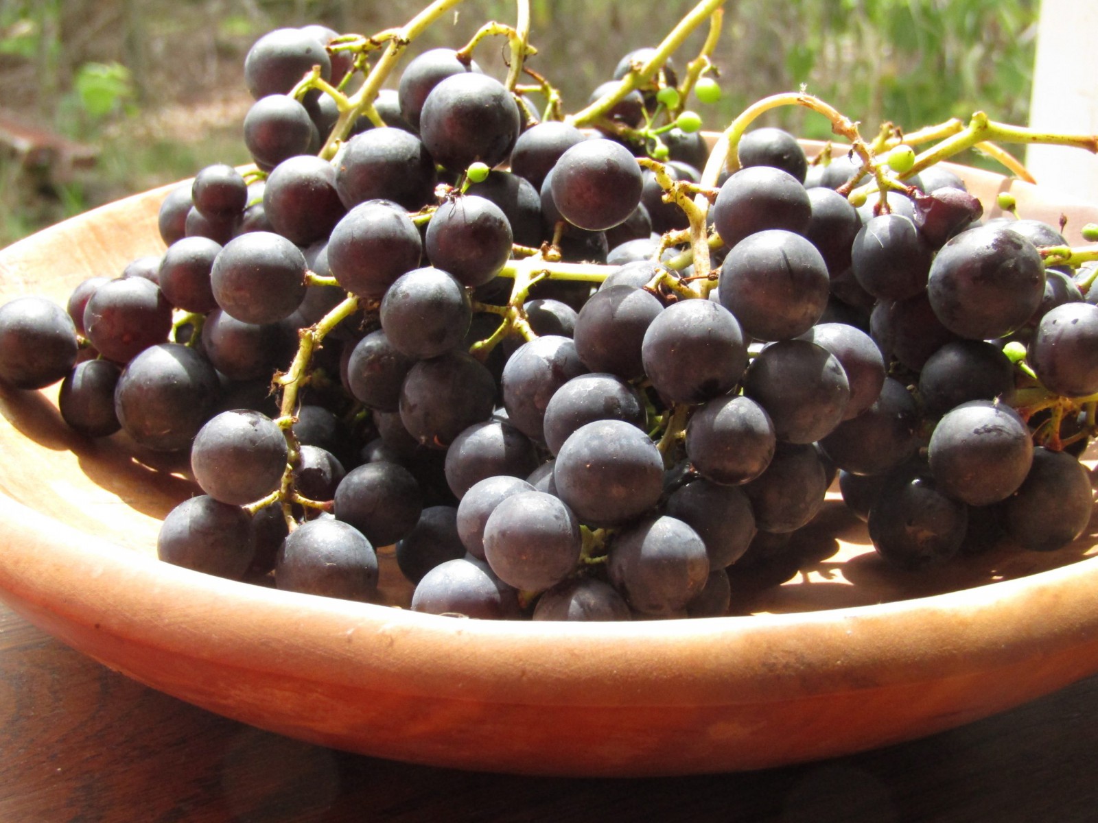 Kokulu Laz Üzümü (İzabella) Fidanı 2 Yaş Tüplü Kokulu Laz Üzümü (İzabella) Fidanı 2 Yaş Tüplü