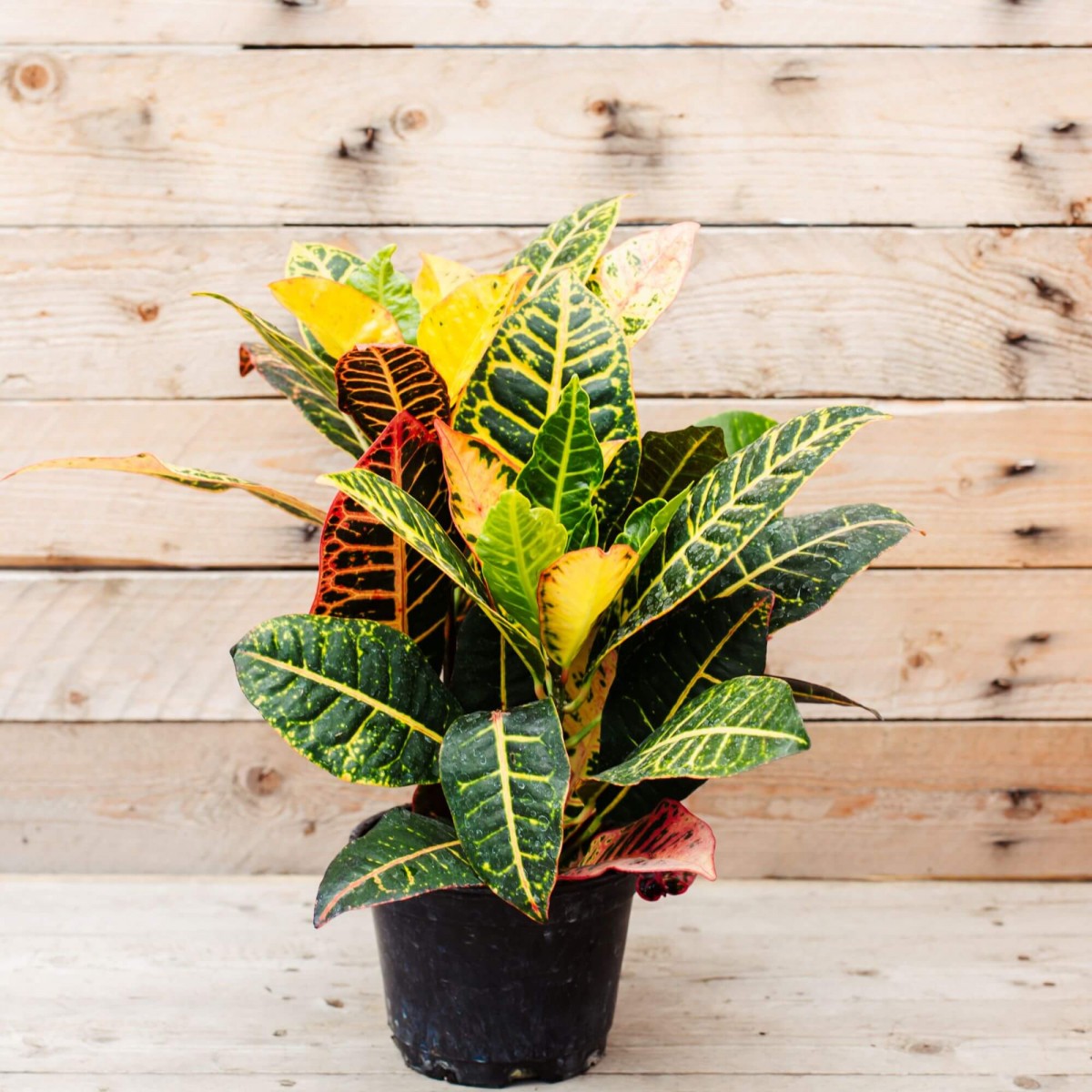 Kraton – Croton Petra 20-30 cm 2 Adet