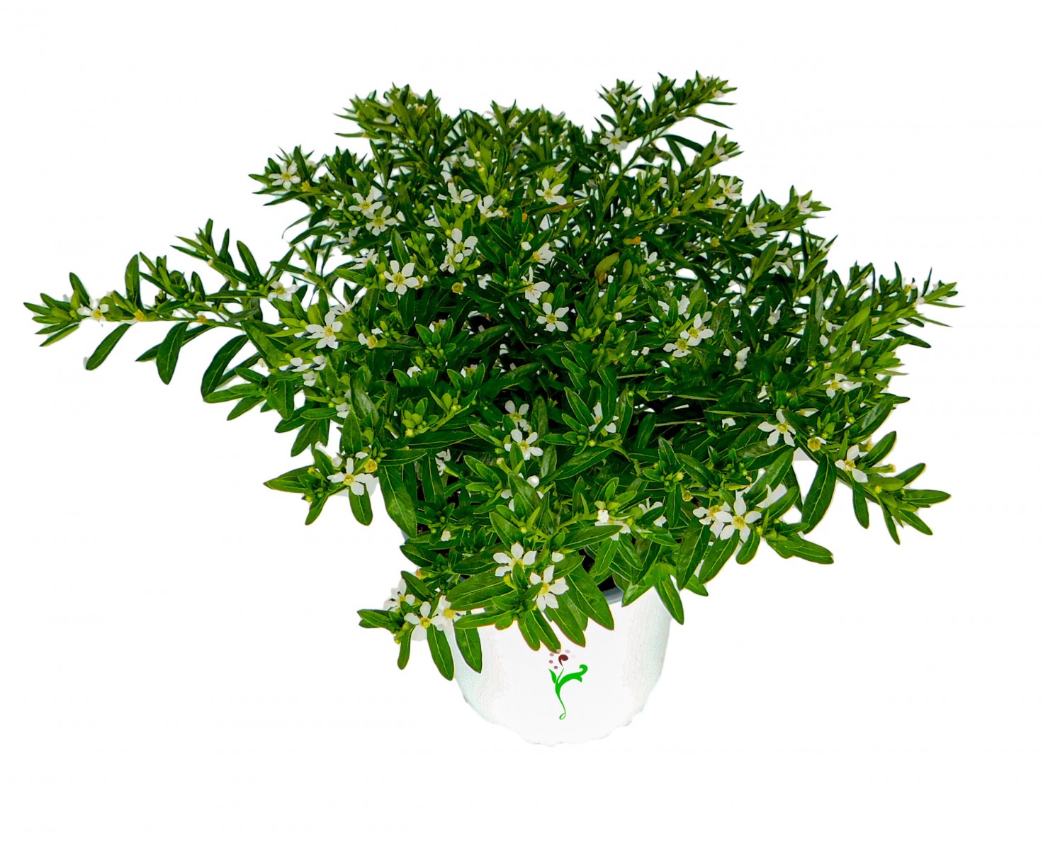 Kufeya (Cennet Çiçeği) Beyaz Kufeya (Cennet Çiçeği) Beyaz