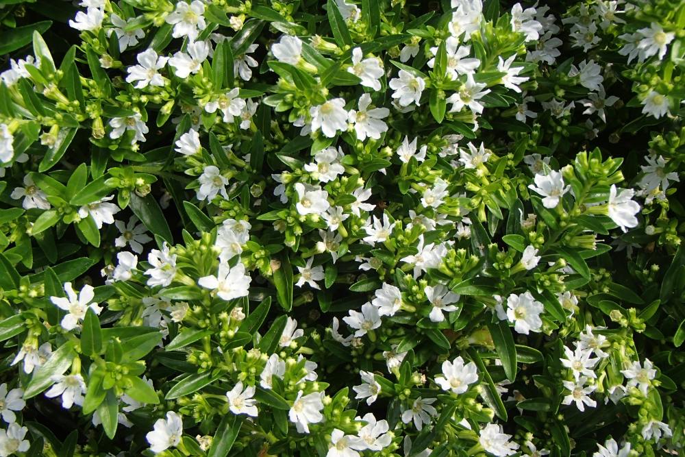 Kufeya (Cennet Çiçeği) Beyaz Kufeya (Cennet Çiçeği) Beyaz