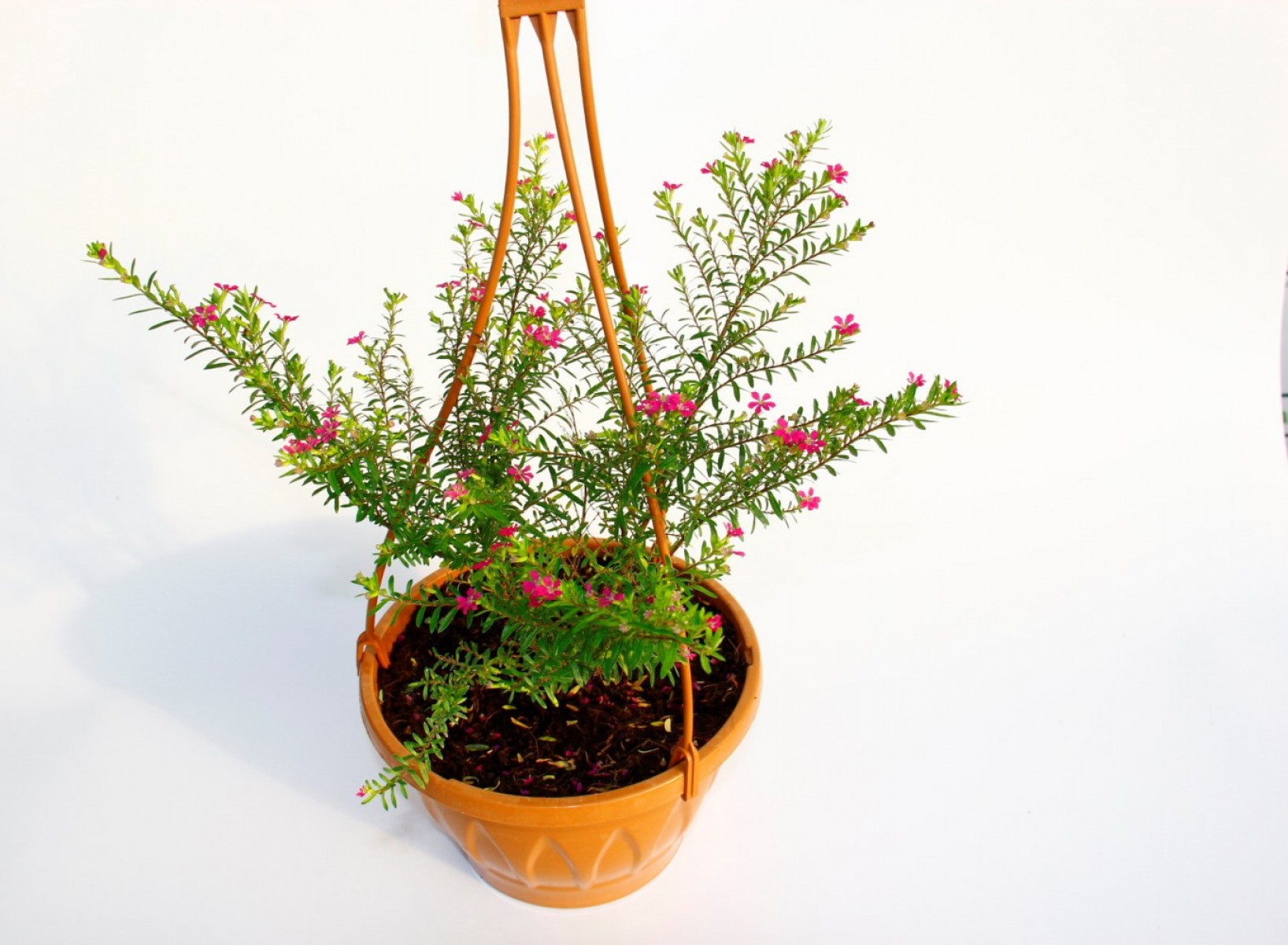 Kufeya Cennet Çiçeği Pembe Askılı Saksıda 3 Adet