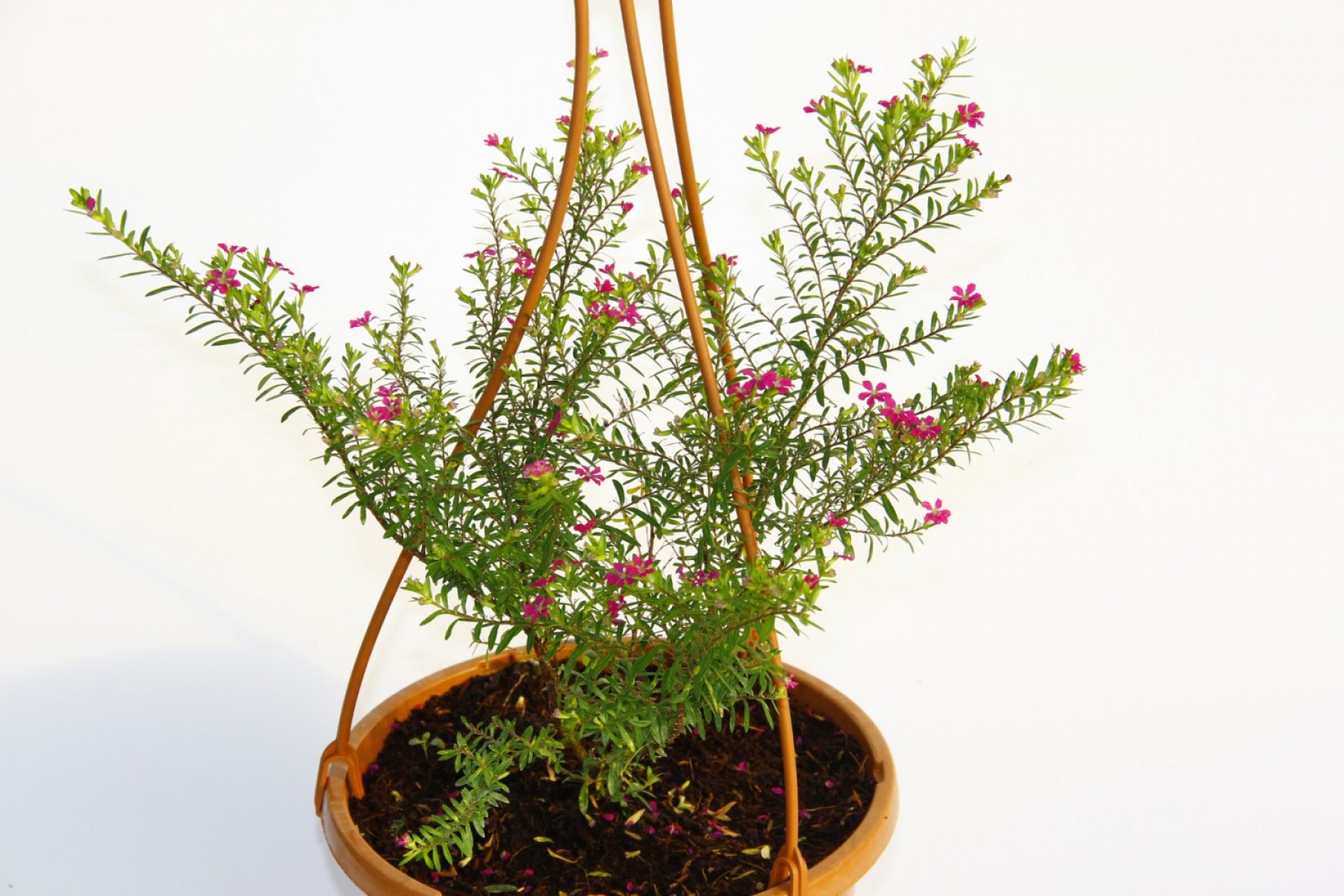 Kufeya Cennet Çiçeği Pembe Askılı Saksıda 3 Adet