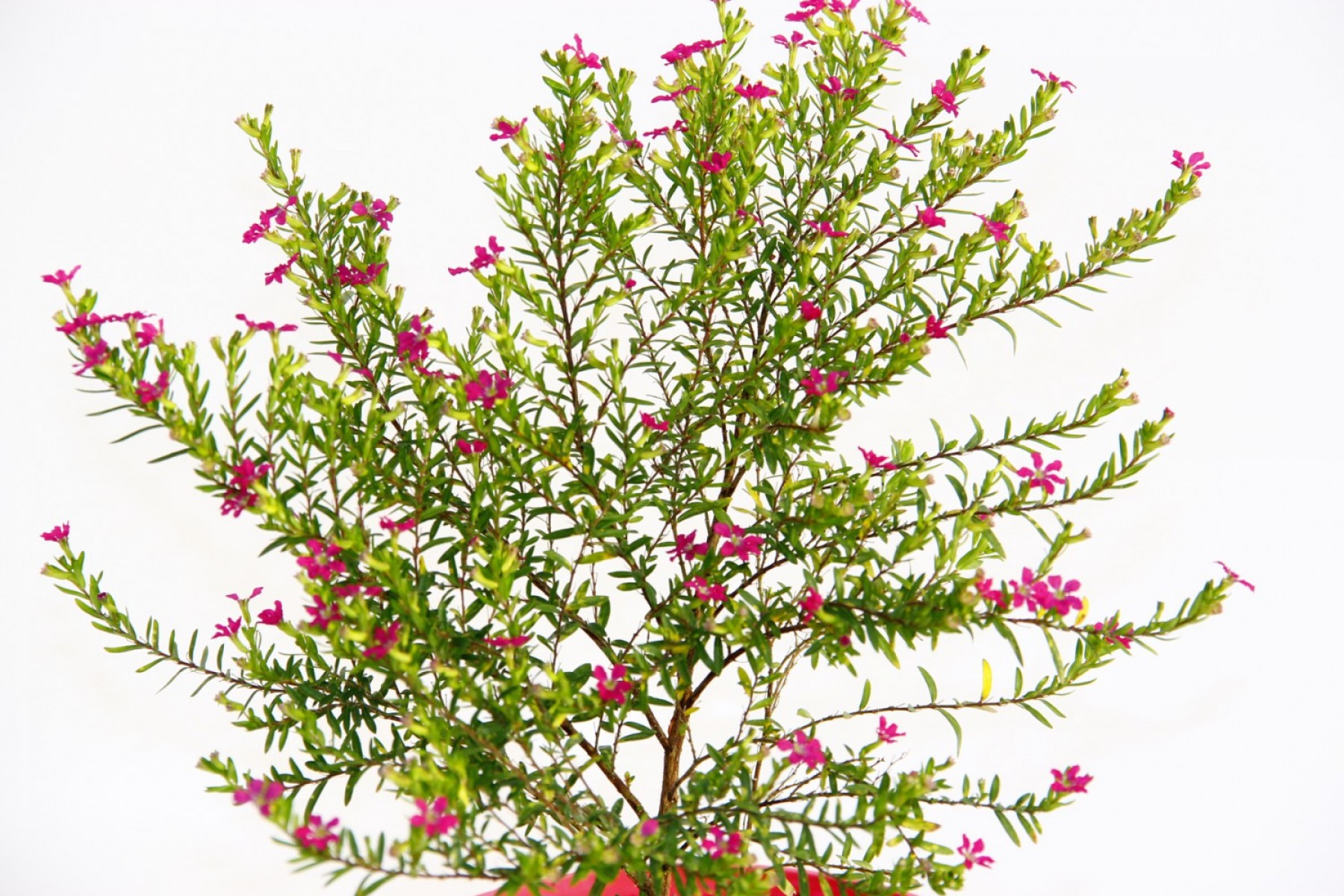 Kufeya Cennet Çiçeği Pembe Saksıda