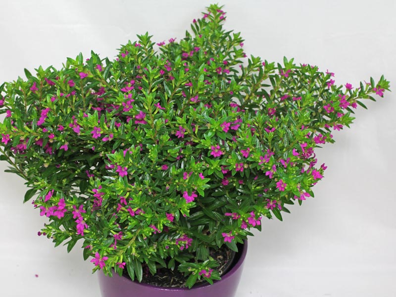 Kufeya (Cennet Çiçeği) Pembe Kufeya (Cennet Çiçeği) Pembe