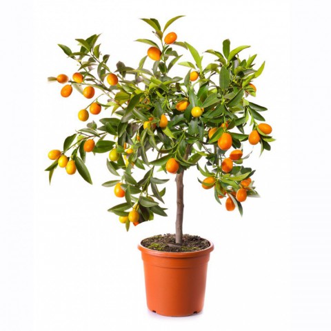 Kumkuat (Kamkat) Citrus Fortunella 3 Yaş Tüplü ve Aşılı Kumkuat (Kamkat) Citrus Fortunella 3 Yaş Tüplü ve Aşılı