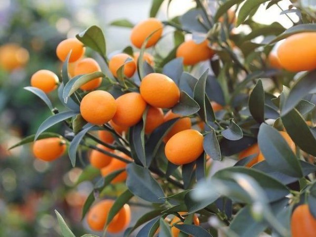 Kumkuat (Kamkat) Citrus Fortunella 3 Yaş Tüplü ve Aşılı Kumkuat (Kamkat) Citrus Fortunella 3 Yaş Tüplü ve Aşılı