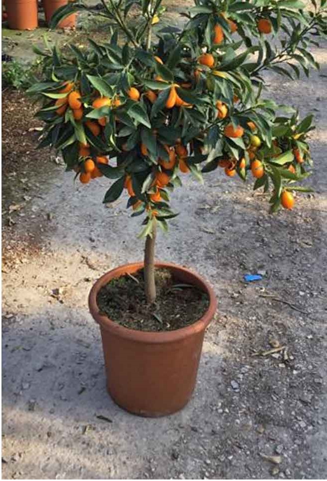 Kumkuat (Kamkat) Citrus Fortunella 3 Yaş Tüplü ve Aşılı Kumkuat (Kamkat) Citrus Fortunella 3 Yaş Tüplü ve Aşılı