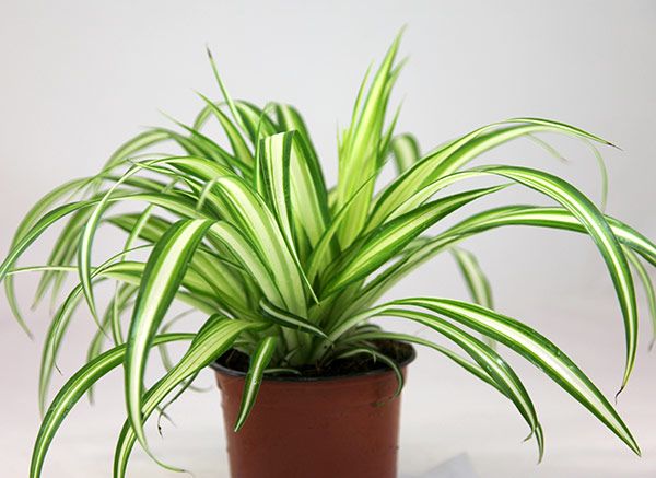 Kurdele Çiçeği – Chlorophytum comosum 3 Adet Kurdele Çiçeği – Chlorophytum comosum 3 Adet