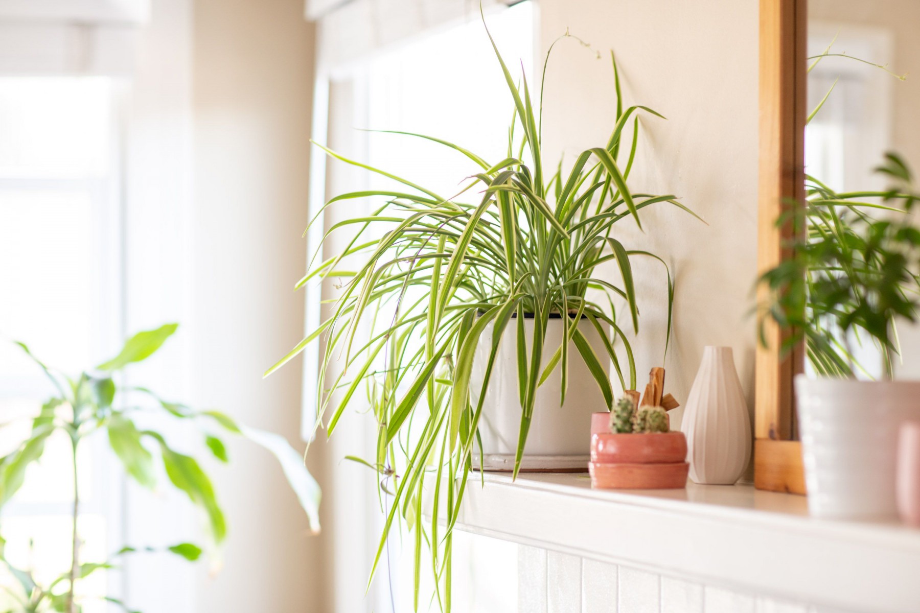 Kurdele Çiçeği (Chlorophytum comosum) - Askılı Saksıda 2 Adet Kurdele Çiçeği (Chlorophytum comosum) - Askılı Saksıda 2 Adet