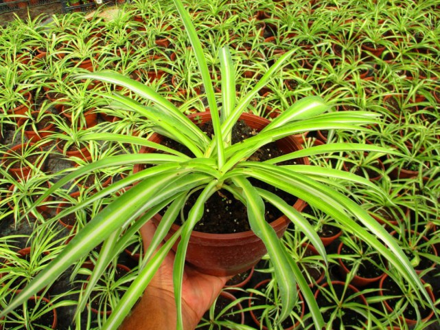 Kurdele Çiçeği (Chlorophytum comosum) - Askılı Saksıda 2 Adet Kurdele Çiçeği (Chlorophytum comosum) - Askılı Saksıda 2 Adet