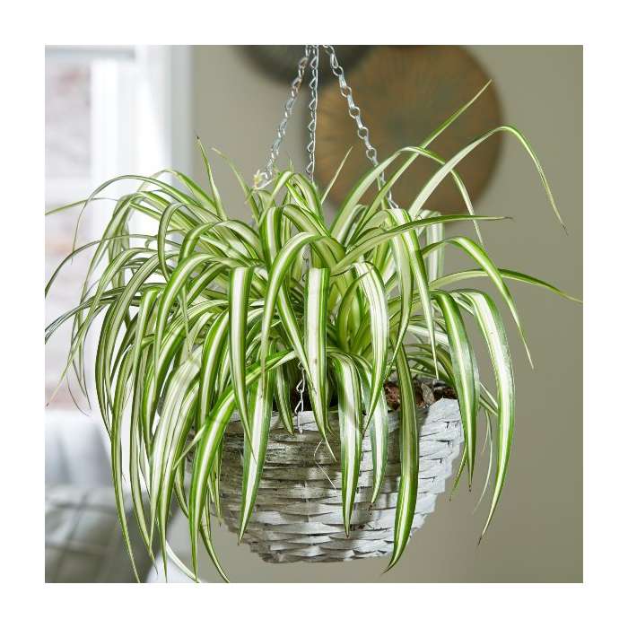 Kurdele Çiçeği (Chlorophytum comosum) - Askılı Saksıda 5 Adet