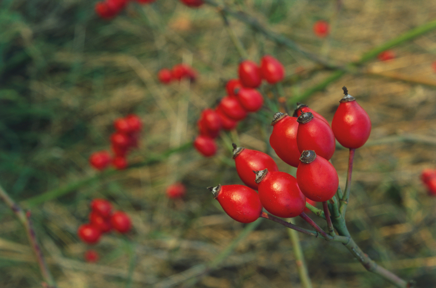 Kuşburnu Fidanı Rosa Canina 5 Adet