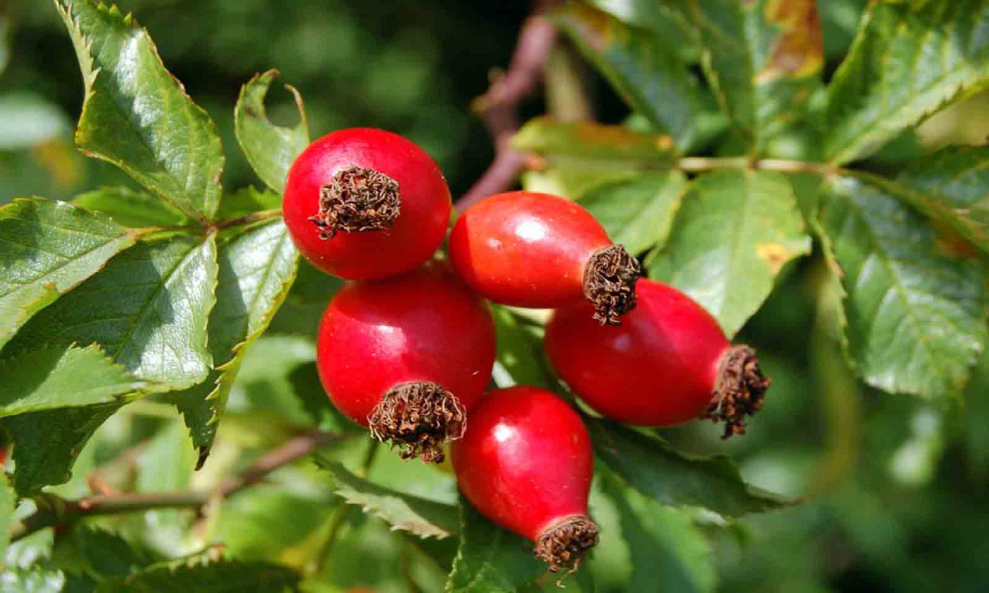 Kuşburnu Fidanı Rosa Canina 5 Adet