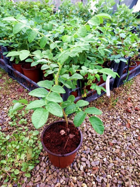 Kuşburnu Fidanı Rosa Canina 5 Adet