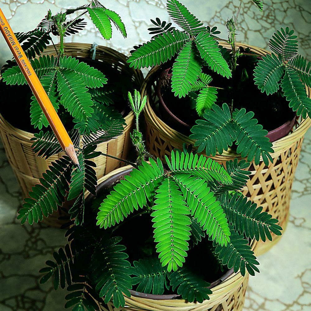 Küstüm Çiçeği(Mimosa Pudica)