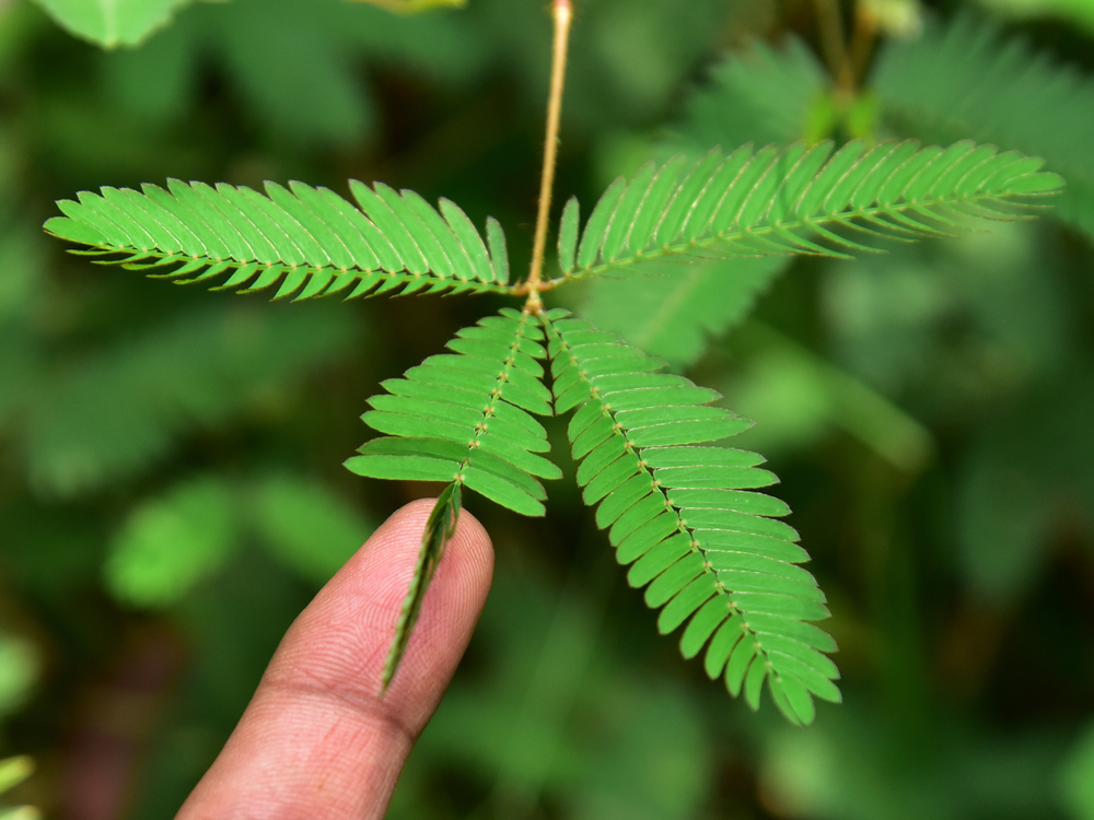 Küstüm Çiçeği(Mimosa Pudica)