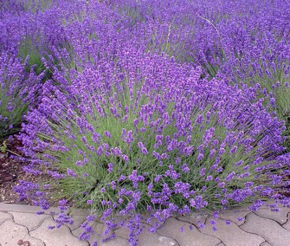Lavanta – Lavandula Angustifolia 3 Adet