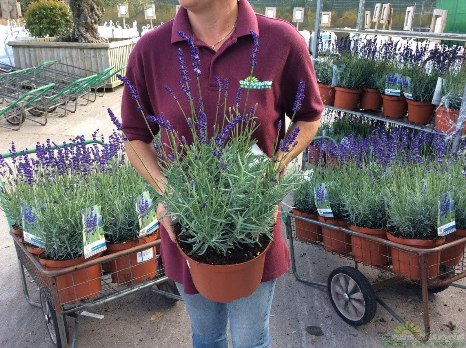 Lavanta – Lavandula Angustifolia 3 Adet