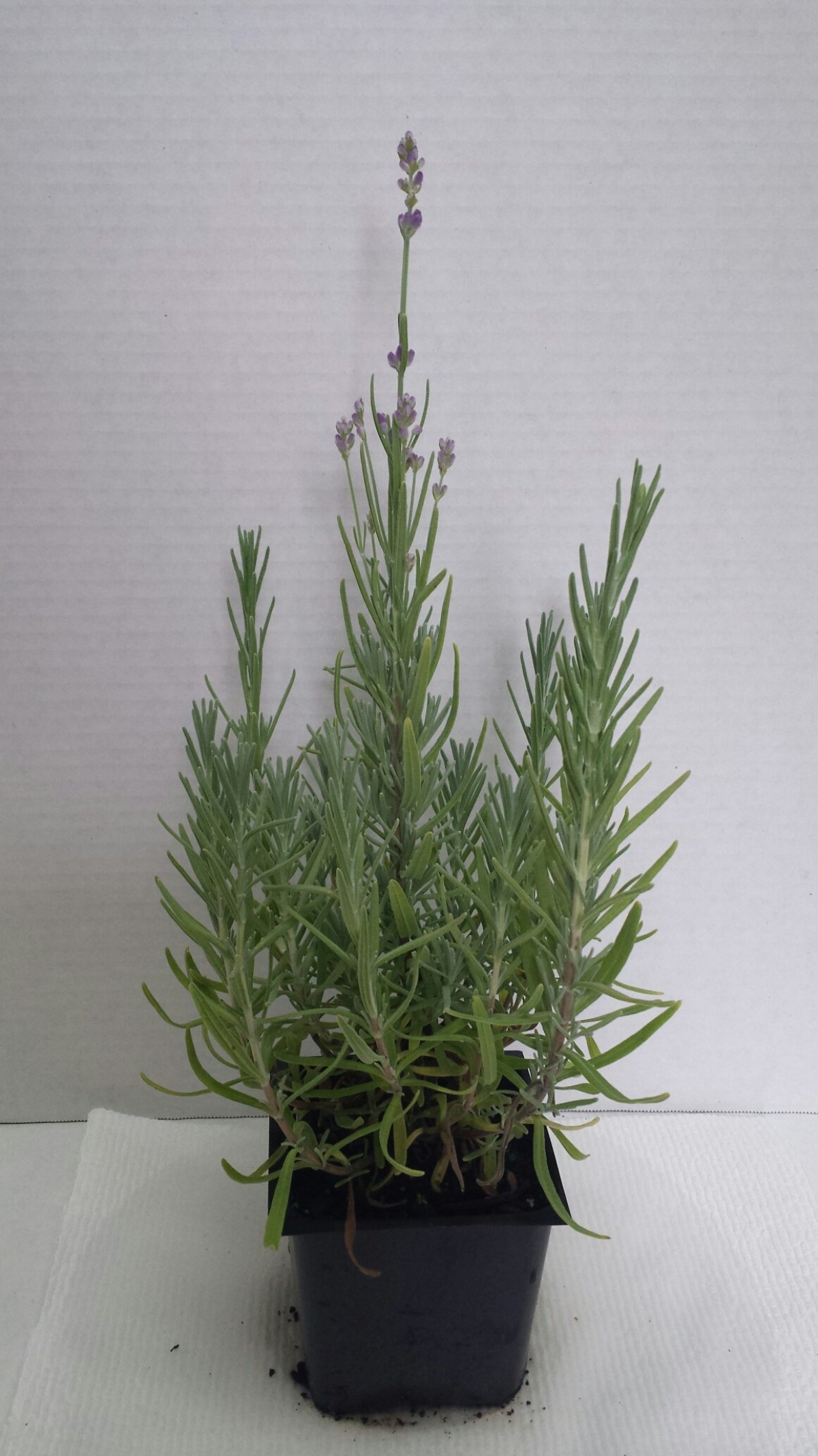 Lavanta – Lavandula Angustifolia  30 Adet
