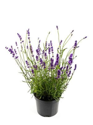 Lavanta – Lavandula Angustifolia  30 Adet