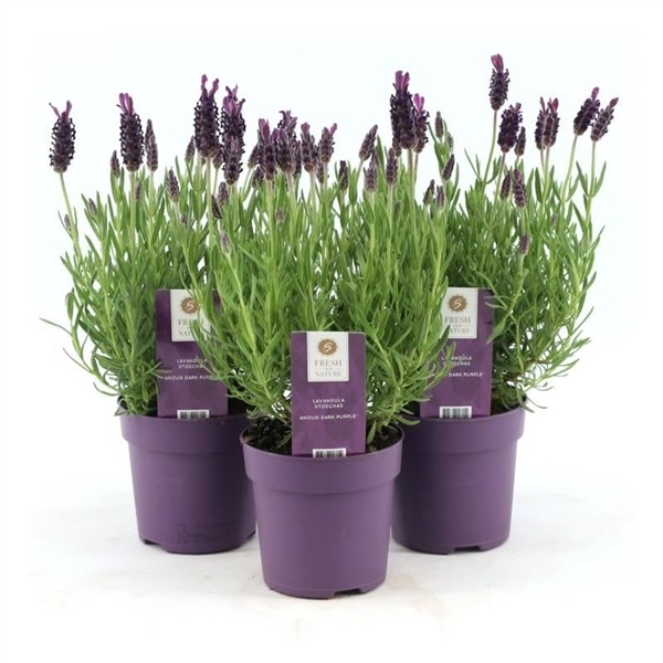 Lavanta – Lavandula Angustifolia
