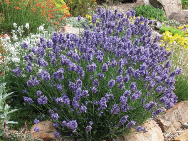 Lavanta,Kekik,Biberiye,Melisa,Adaçayı,Lavantin 6 Çeşit Lavanta,Kekik,Biberiye,Melisa,Adaçayı,Lavantin 6 Çeşit