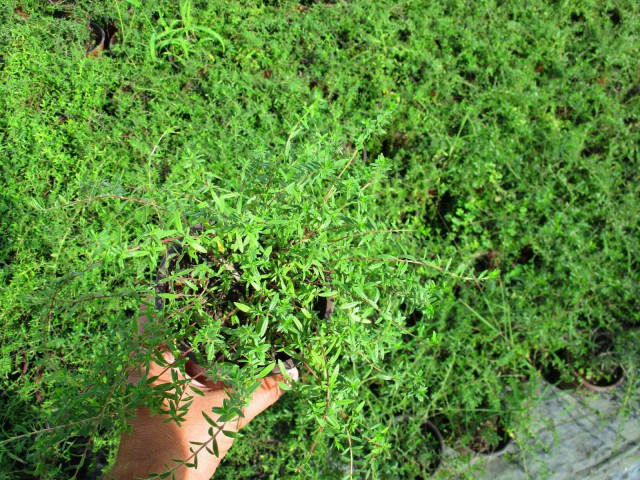 Lavanta,Kekik,Biberiye,Melisa,Adaçayı,Lavantin 6 Çeşit