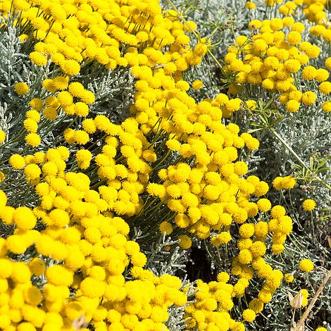 Lavantin Fidanı Santolina Chamaecyparissu 10 Adet Lavantin Fidanı Santolina Chamaecyparissu 10 Adet