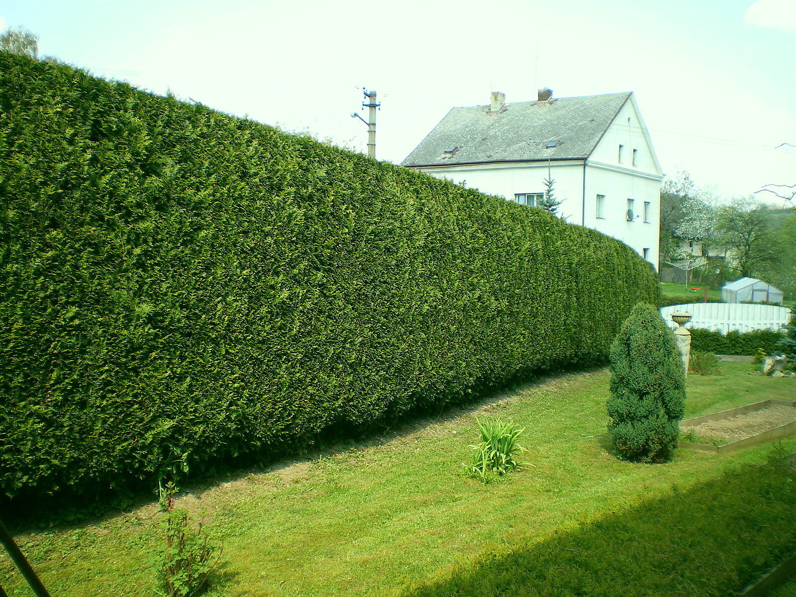 Leylandi Fidesi 'Cupressocyparis Leylandii' Aşılı Çit Bitkisi 20'li Set
