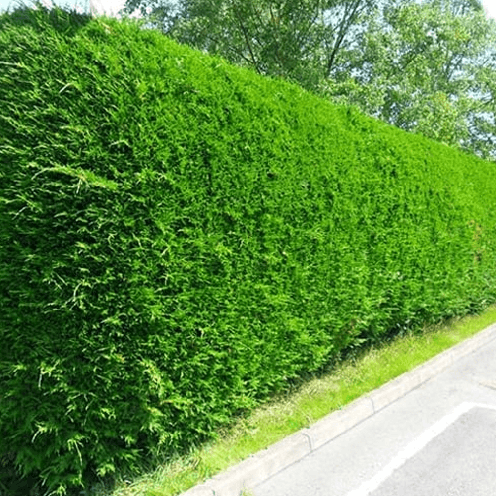 Leylandi Fidesi 'Cupressocyparis Leylandii' Aşılı Çit Bitkisi 50'li Set