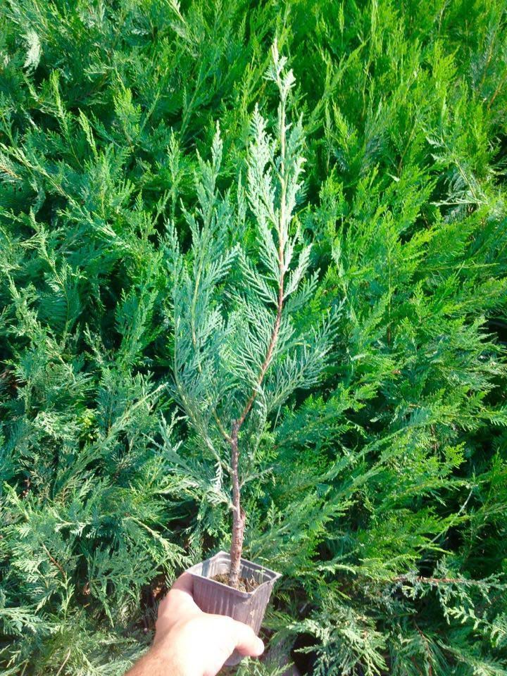 Leylandi Fidesi 'Cupressocyparis Leylandii' Aşılı Çit Bitkisi 50'li Set