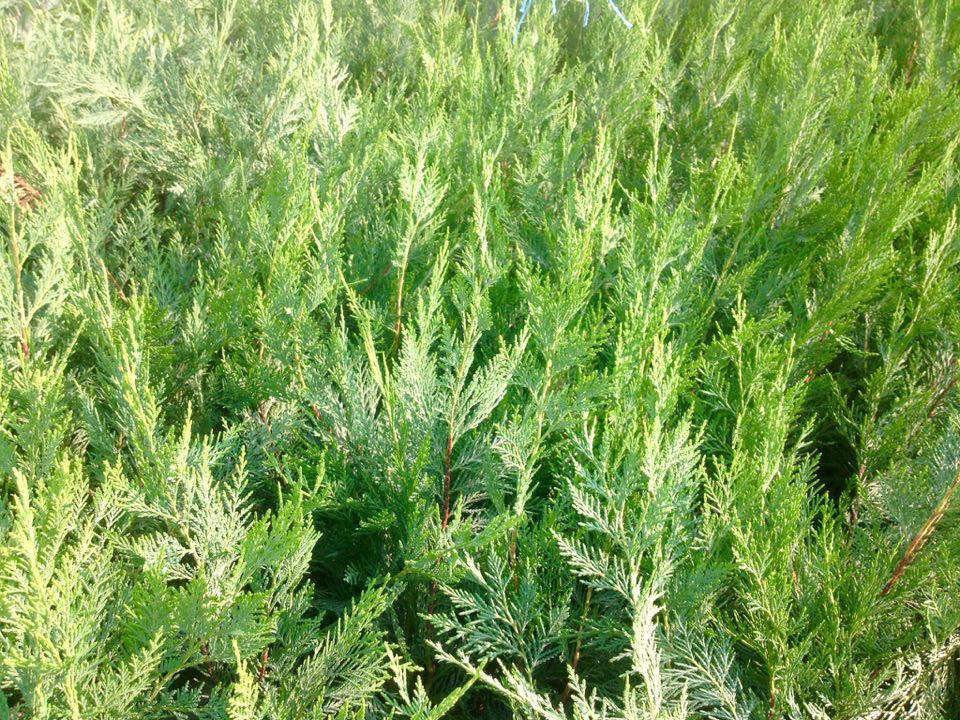 Leylandi Fidesi 'Cupressocyparis Leylandii' Aşılı Çit Bitkisi 5'li Set Leylandi Fidesi 'Cupressocyparis Leylandii' Aşılı Çit Bitkisi 5'li Set