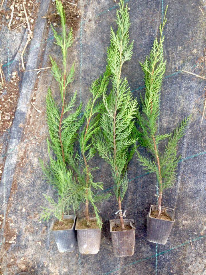 Leylandi Fidesi 'Cupressocyparis Leylandii' Aşılı Çit Bitkisi 5'li Set