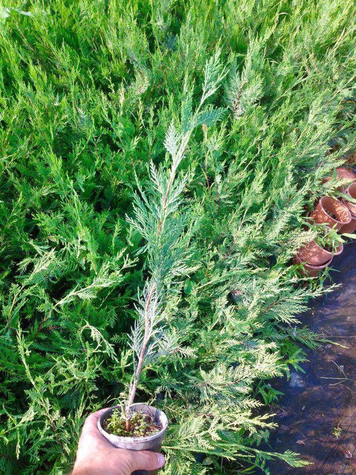 Leylandi Fidesi 'Cupressocyparis Leylandii' Aşılı Çit Bitkisi 5'li Set Leylandi Fidesi 'Cupressocyparis Leylandii' Aşılı Çit Bitkisi 5'li Set