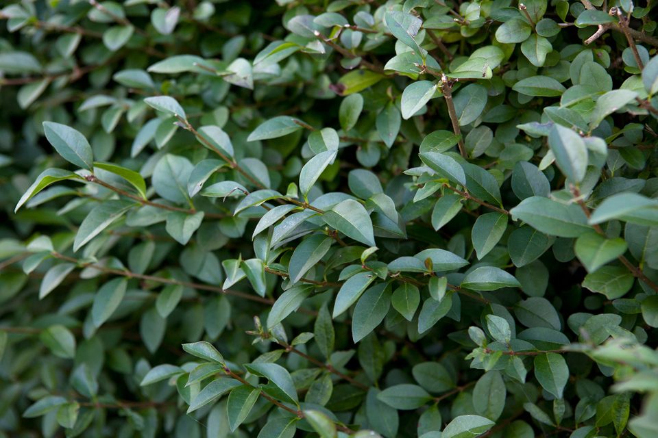 Ligustrum - Kurt Bağrı Çit Bitkisi 10 Adet