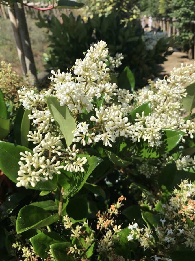 Ligustrum - Kurt Bağrı Çit Bitkisi 10 Adet