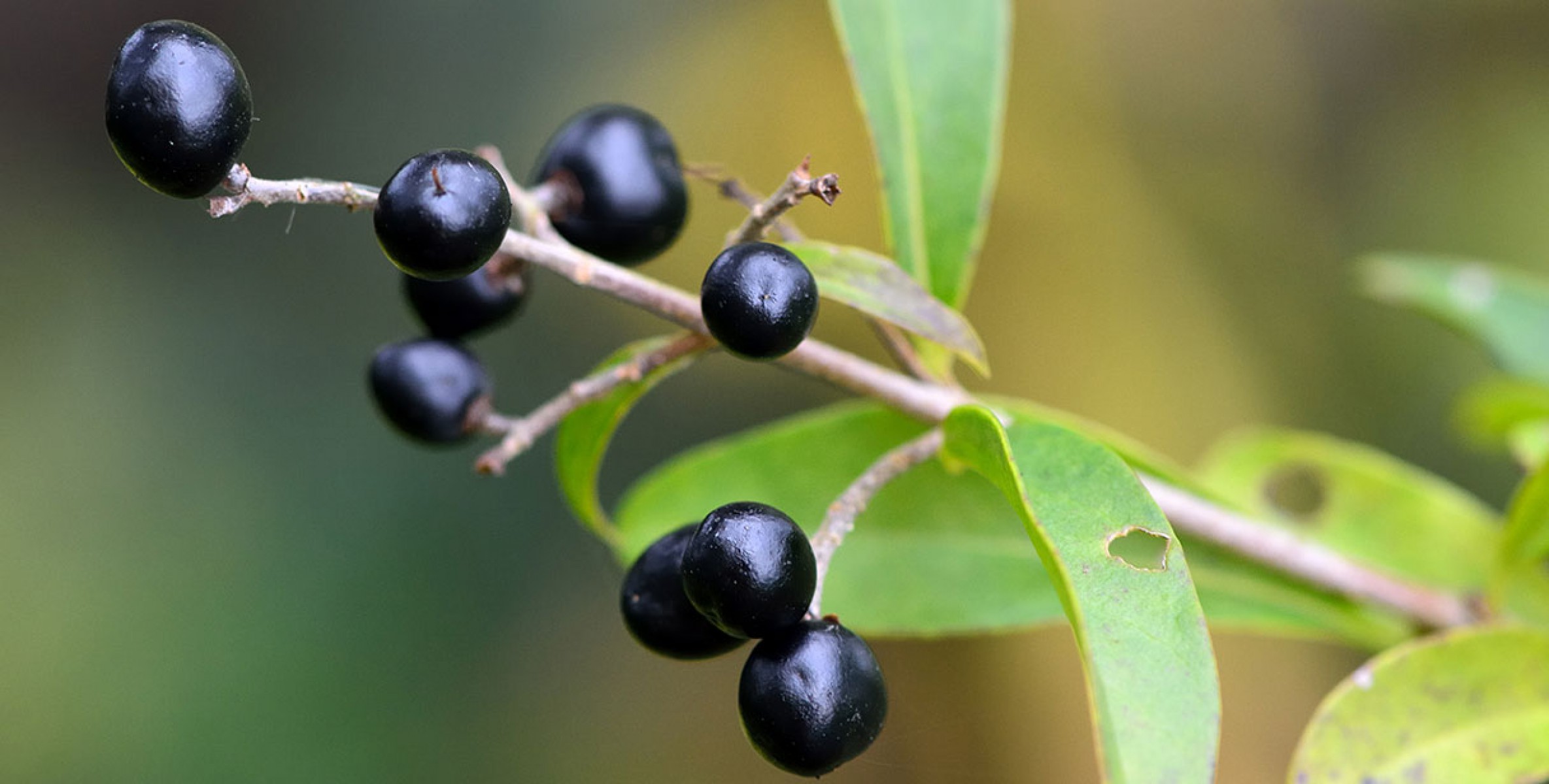 Ligustrum - Kurt Bağrı Çit Bitkisi 10 Adet