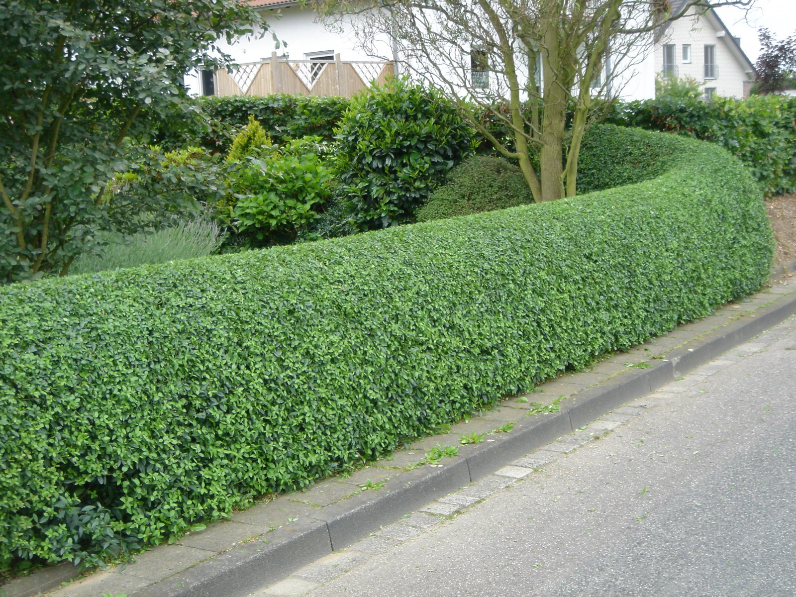 Ligustrum - Kurt Bağrı Çit Bitkisi 100 Adet