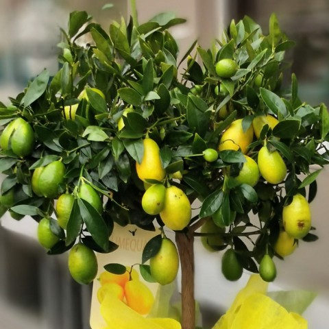 Limequat Lime Misket Limon Fidanı 5 Adet
