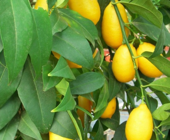 Limequat Lime Misket Limon Fidanı 5 Adet