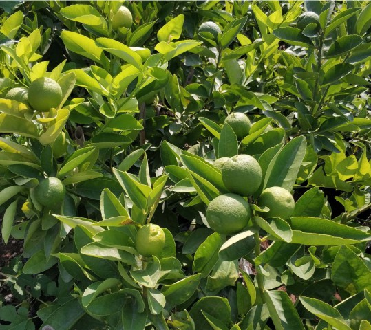 Limequat Lime Misket Limon Fidanı 5 Adet