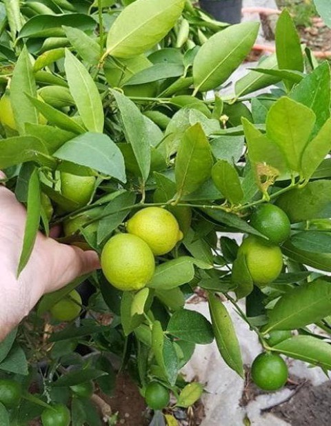 Limequat Lime Misket Limon Fidanı 5 Adet