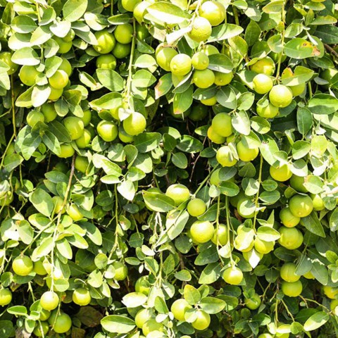 Limequat Lime Misket Limon Fidanı