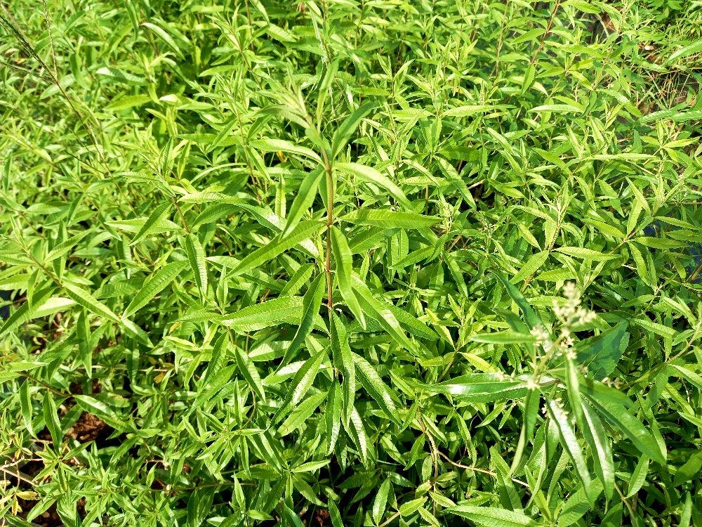 Limon Melisa - Melissa Officinalis 3 Adet