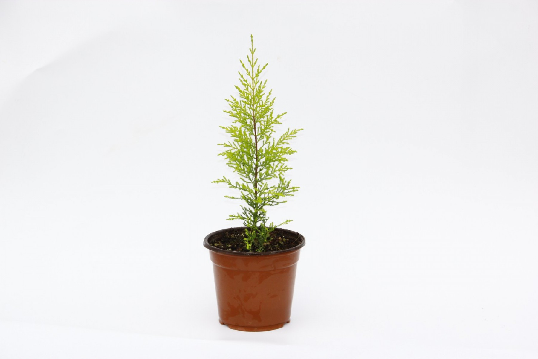 Limoni Servi (Cupressus Macrocarpa Goldcrest) 20-30 cm 10 Adet