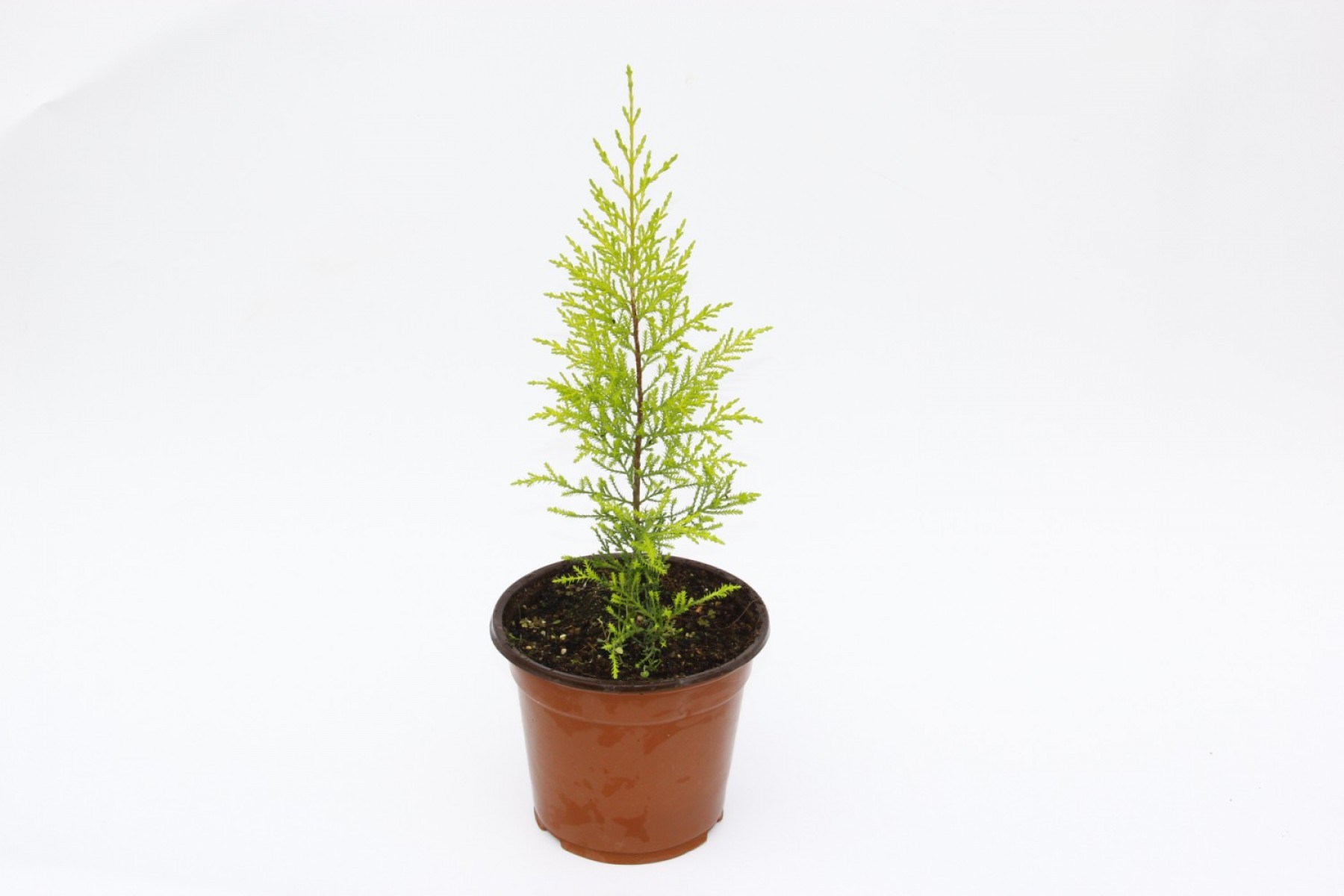 Limoni Servi (Cupressus Macrocarpa Goldcrest) 20-30 cm 10 Adet
